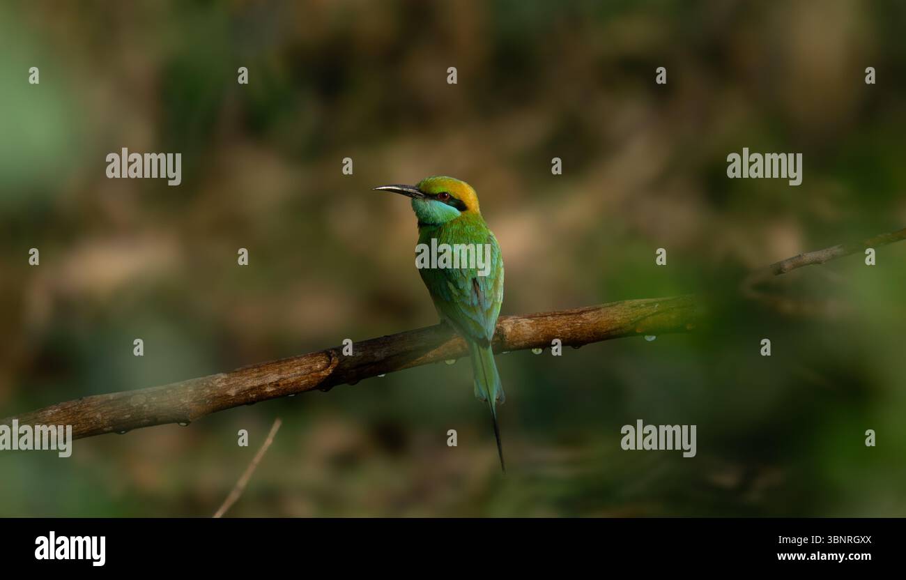 Un mangiatore di api verde seduto su un ramo asciutto in una fitta foresta. Una foto nitida e dettagliata della fauna selvatica che mostra il vivace piumaggio dell'uccello. Foto Stock