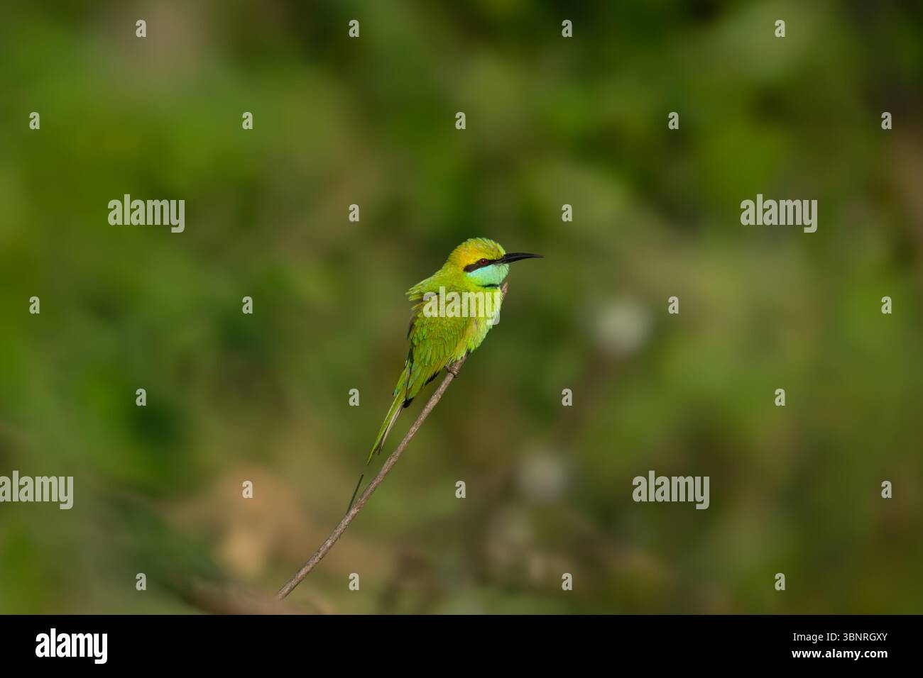 Un mangiatore di api verde solitario catturato su uno sfondo boschivo sfocato. Una composizione minima della fauna selvatica con particolare attenzione all'uccello. Foto Stock