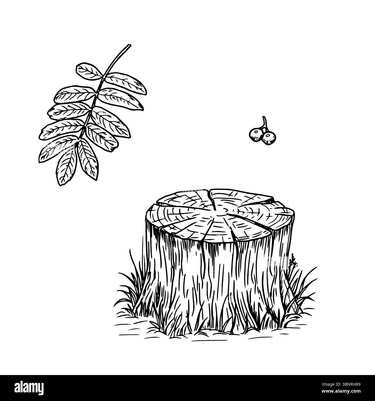 Ceppo sul bordo della foresta in erba e ramoscello di cenere di montagna, schizzo bianco e nero. Illustrazione vettoriale. La composizione autunnale ed estiva è isolata Illustrazione Vettoriale