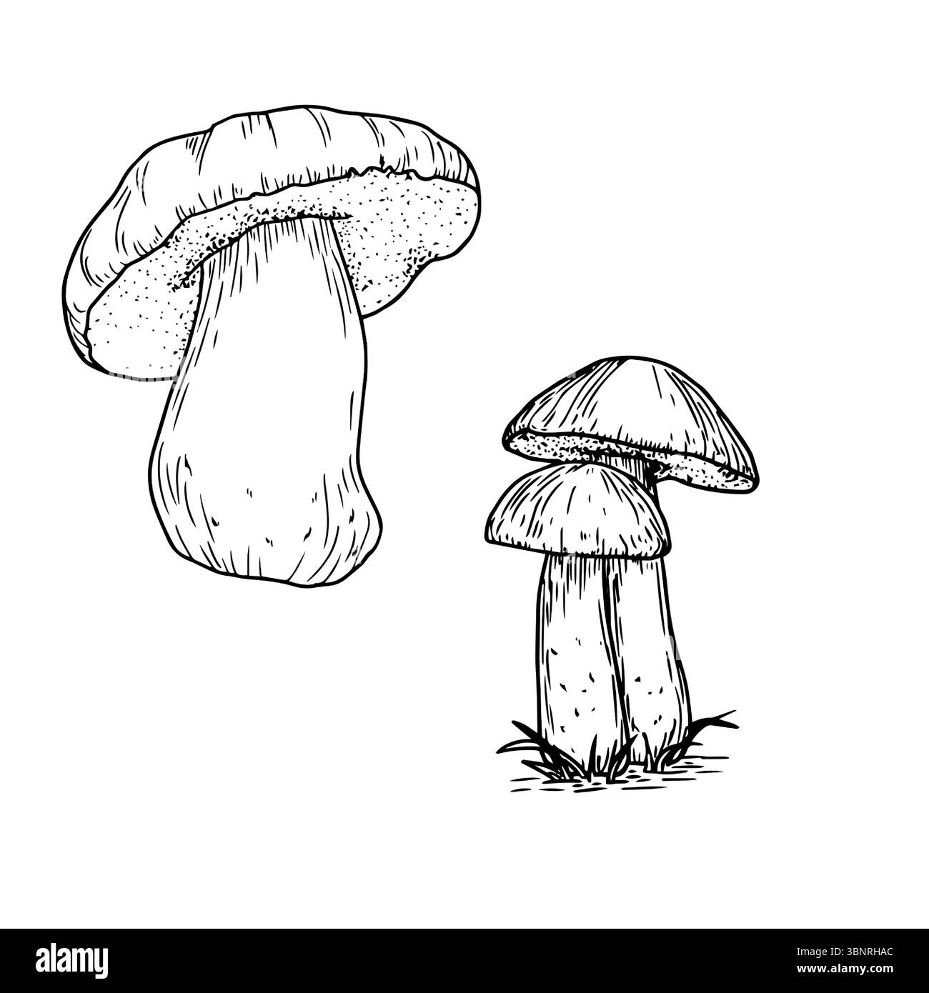 Funghi forestali nell'erba, schizzi di inchiostro bianco e nero. Illustrazione vettoriale. Un set autunnale per una raccolta di funghi, isolato su sfondo bianco. F Illustrazione Vettoriale