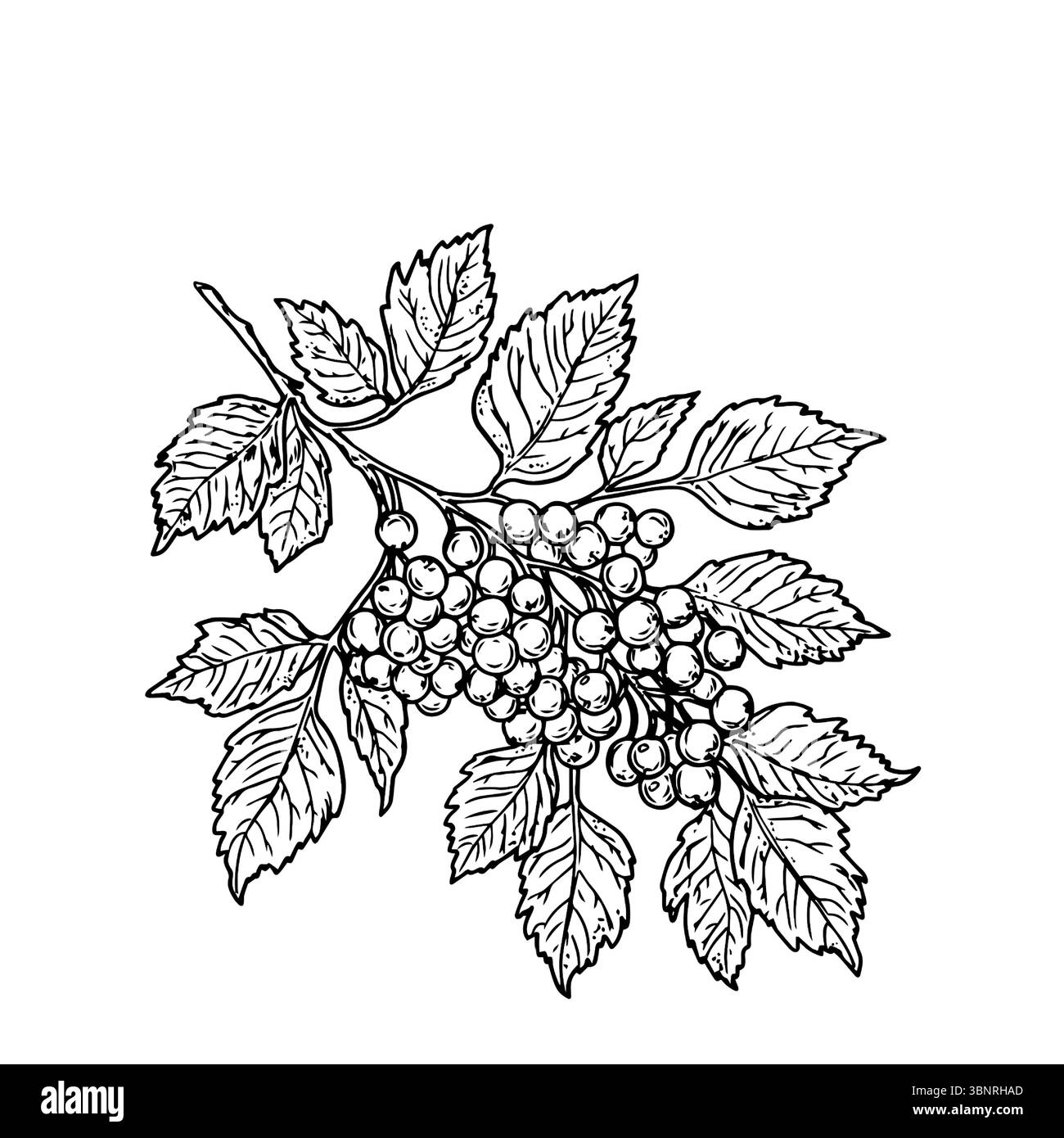Bacche e foglie su ramo, schizzo in bianco e nero. Illustrazione vettoriale. Cenere o viburno Vountain, raccolta autunnale, isolata sullo sfondo. Per i libri Illustrazione Vettoriale Bacche e foglie su ramo, schizzo in bianco e nero. Illustrazione vettoriale. Cenere o viburno Vountain, raccolta autunnale, isolata sullo sfondo. Per i libri Illustrazione Vettoriale