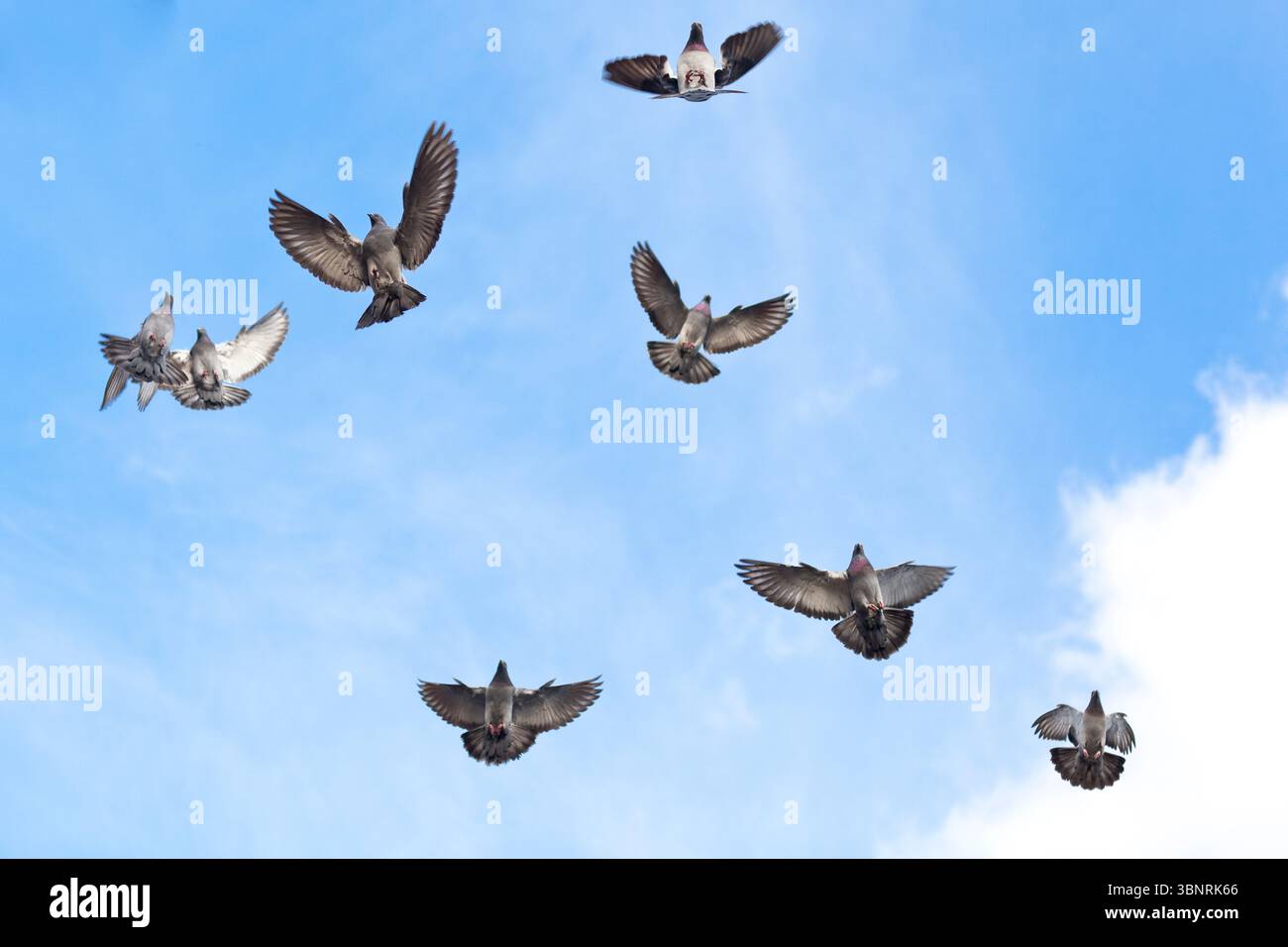 Uno stormo di piccioni vola sopra il cielo blu. Foto Stock