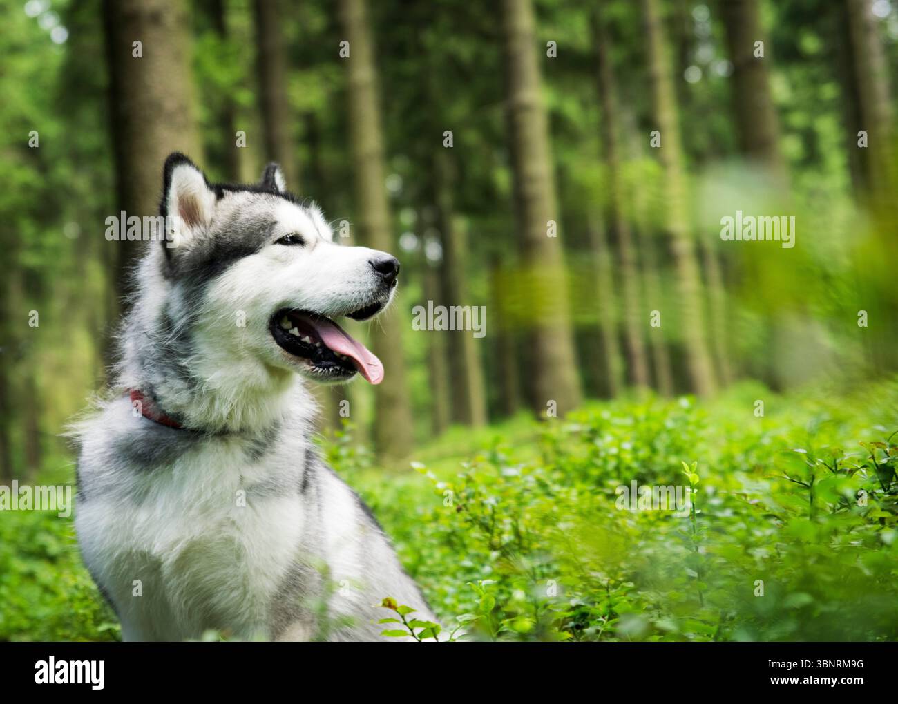 Un bellissimo cane malamuto dell'Alaska con la lingua fuori, felicemente seduto in mezzo a un lussureggiante sottobosco verde in una foresta illuminata dal sole. Foto Stock