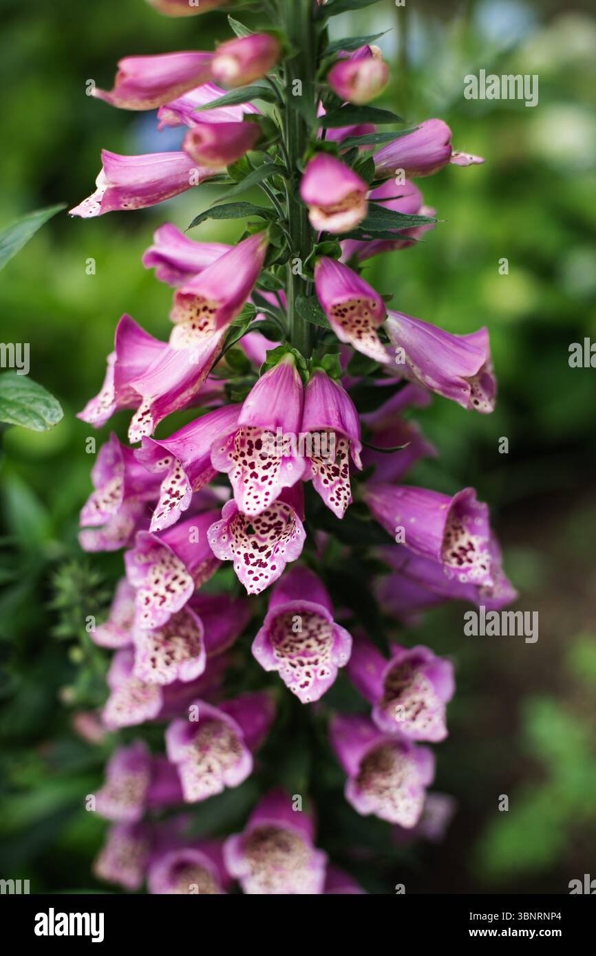 foxglove rosa in un giardino del nord-ovest del pacifico Foto Stock