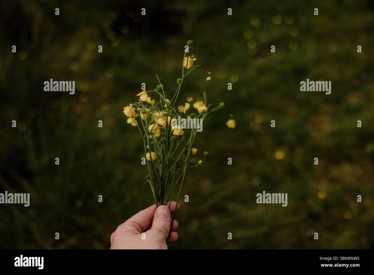 Donna con le mani in mano fiori selvatici in un campo erboso Foto Stock