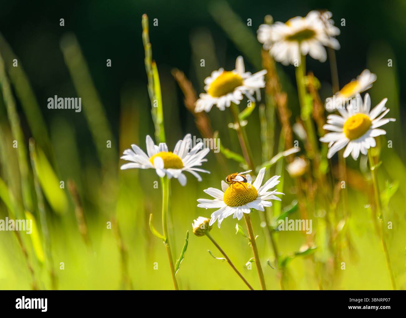 Margherite luminose in un prato illuminato dal sole con un'ape che raccoglie polline Foto Stock