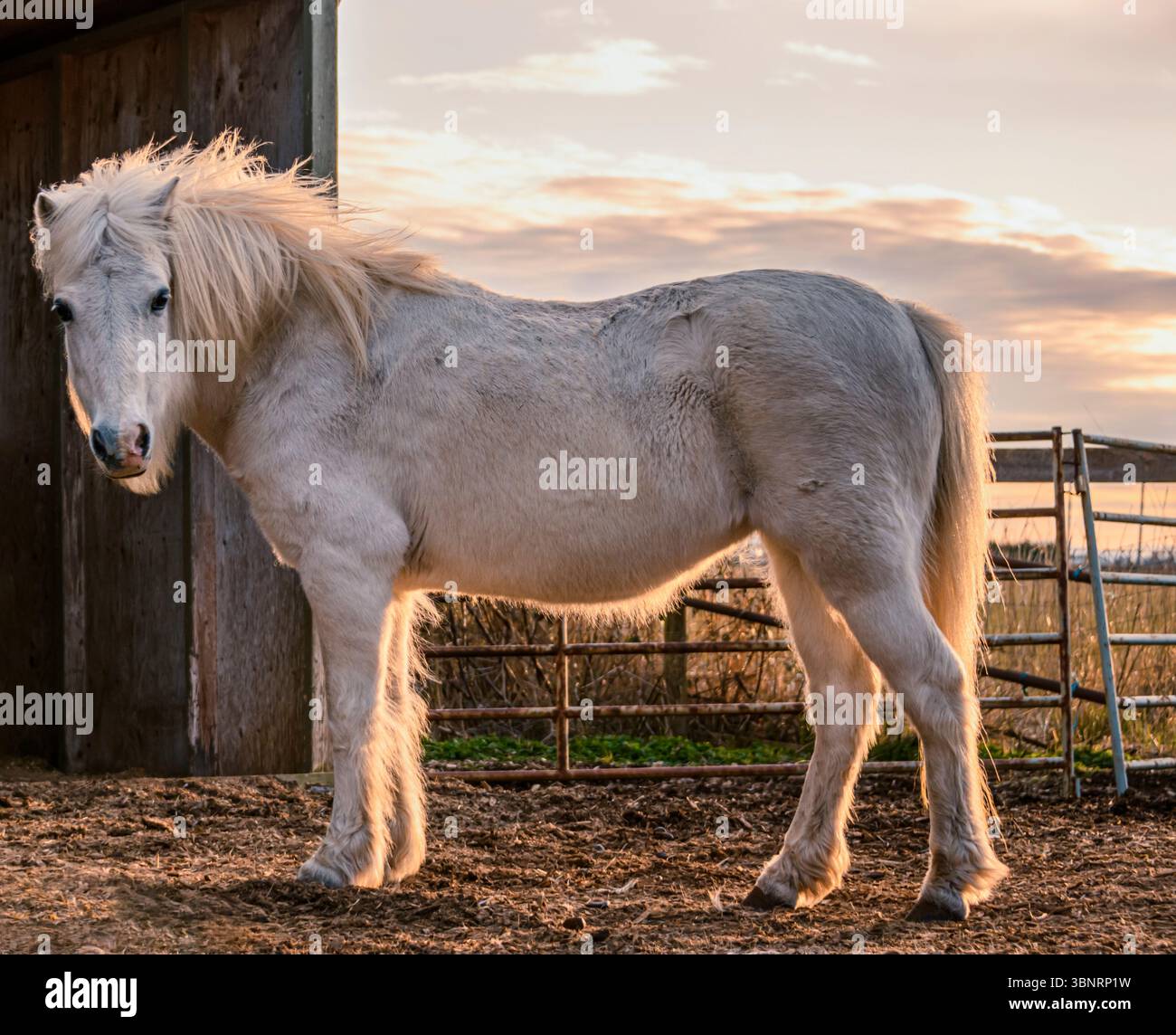Il pony bianco si trova ancora vicino alla stalla al tramonto Foto Stock