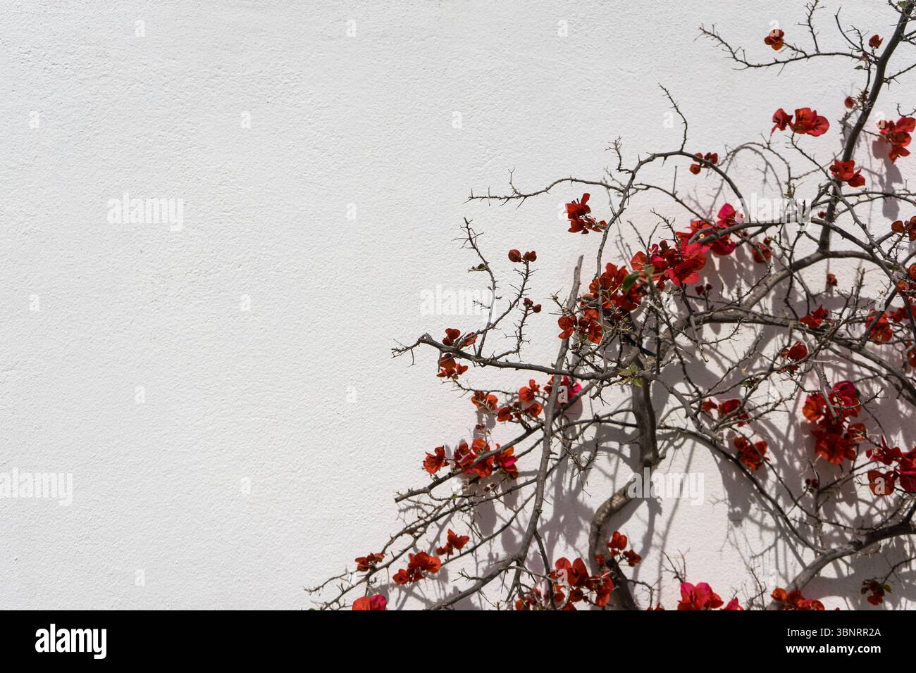 Fiori e rami rossi che gettano ombre su una parete bianca alla luce del sole, Algarve, Portogallo. Foto Stock