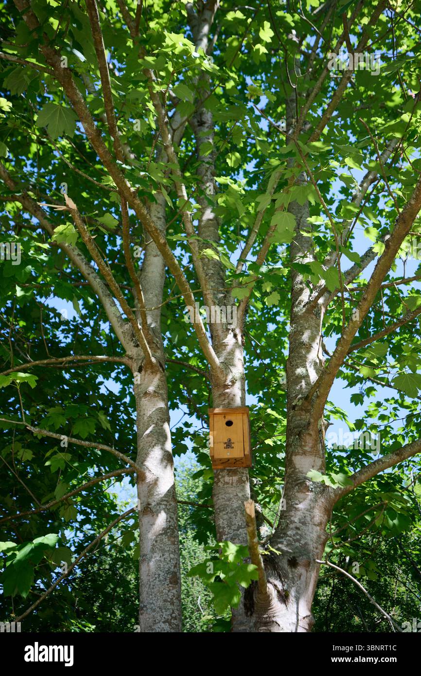 La birdhouse in legno è fissata saldamente su un tronco di albero circondato da foglie verdi vibranti, creando un ambiente sereno e invitante per gli uccelli Foto Stock