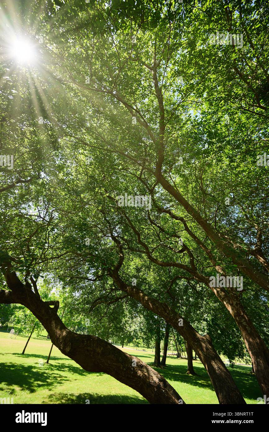 La luce del sole scorre attraverso una fitta tettoia di foglie verdi, gettando ombre dappate sul parco erboso sottostante, creando una tranquilla scena naturale Foto Stock