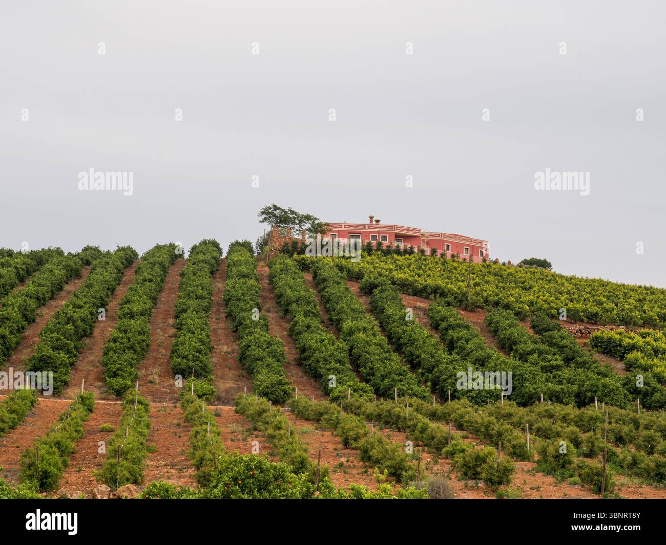 Aranceti e cascina tradizionale sulle colline, Algarve, Portogallo. Foto Stock