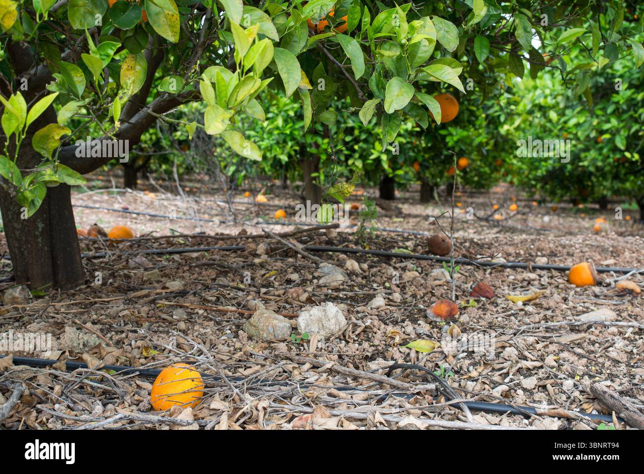 Arance cadute sotto gli agrumi con irrigazione a goccia, Algarve, Portogallo. Foto Stock