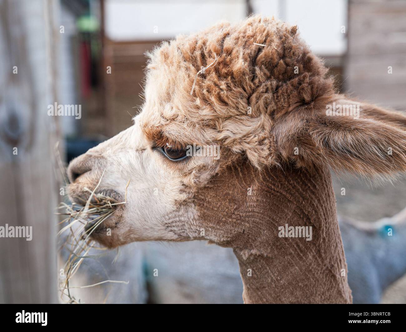 Un dolce alpaca che si gode un momento tranquillo mentre si masticano fieno in un pascolo illuminato dal sole, catturando la serenità e il fascino della vita rurale Foto Stock