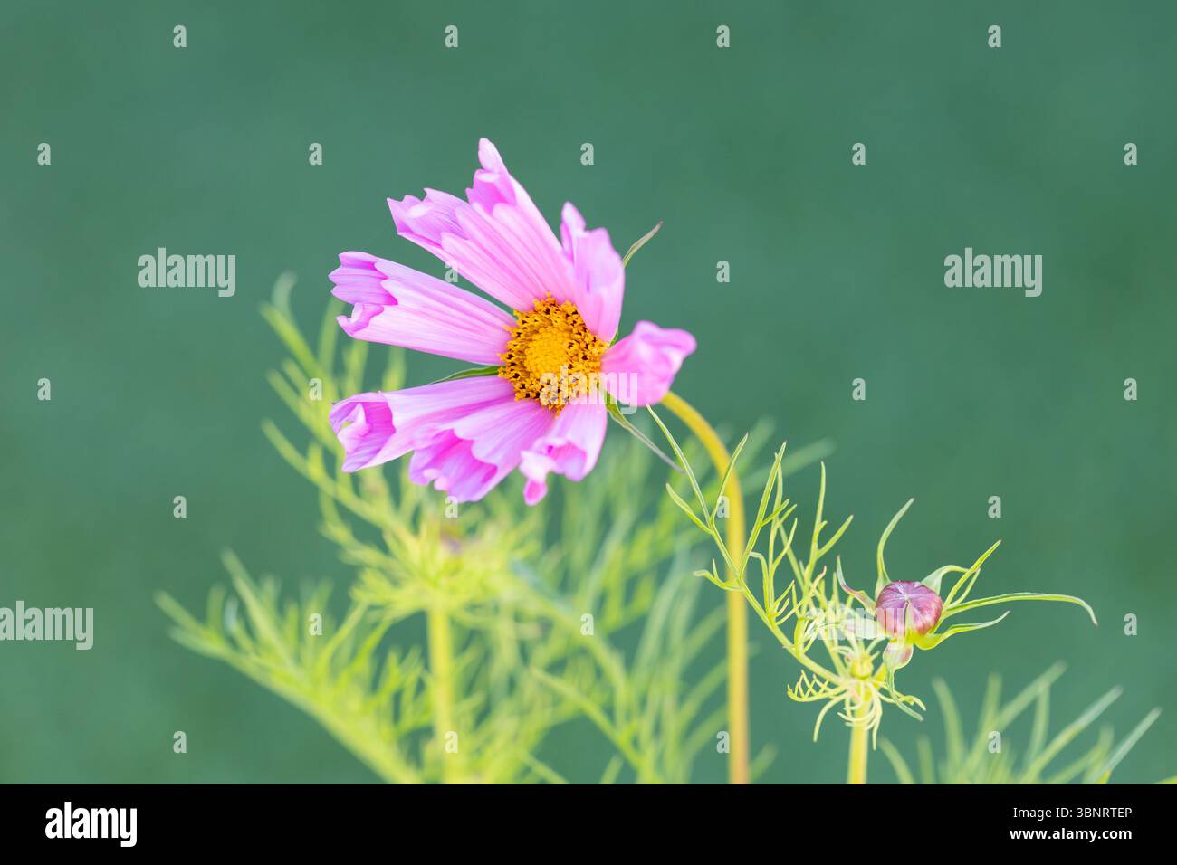COSMOS bipinnatus conchiglia fiore rosa Foto Stock