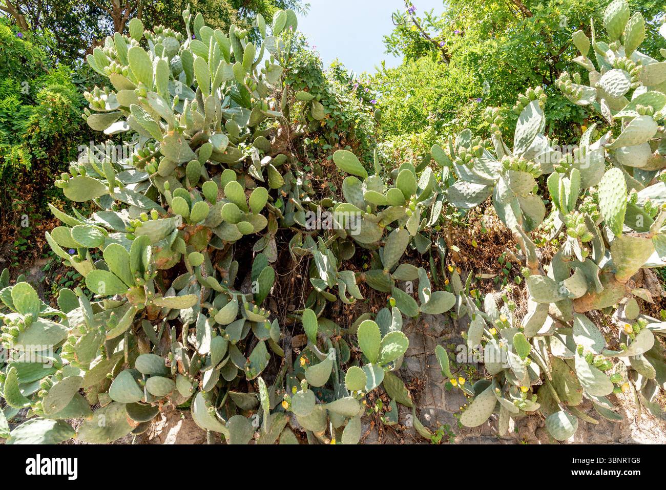 Grandi cactus crescono all'altezza del muro come la vite, in estate in Montenegro Foto Stock