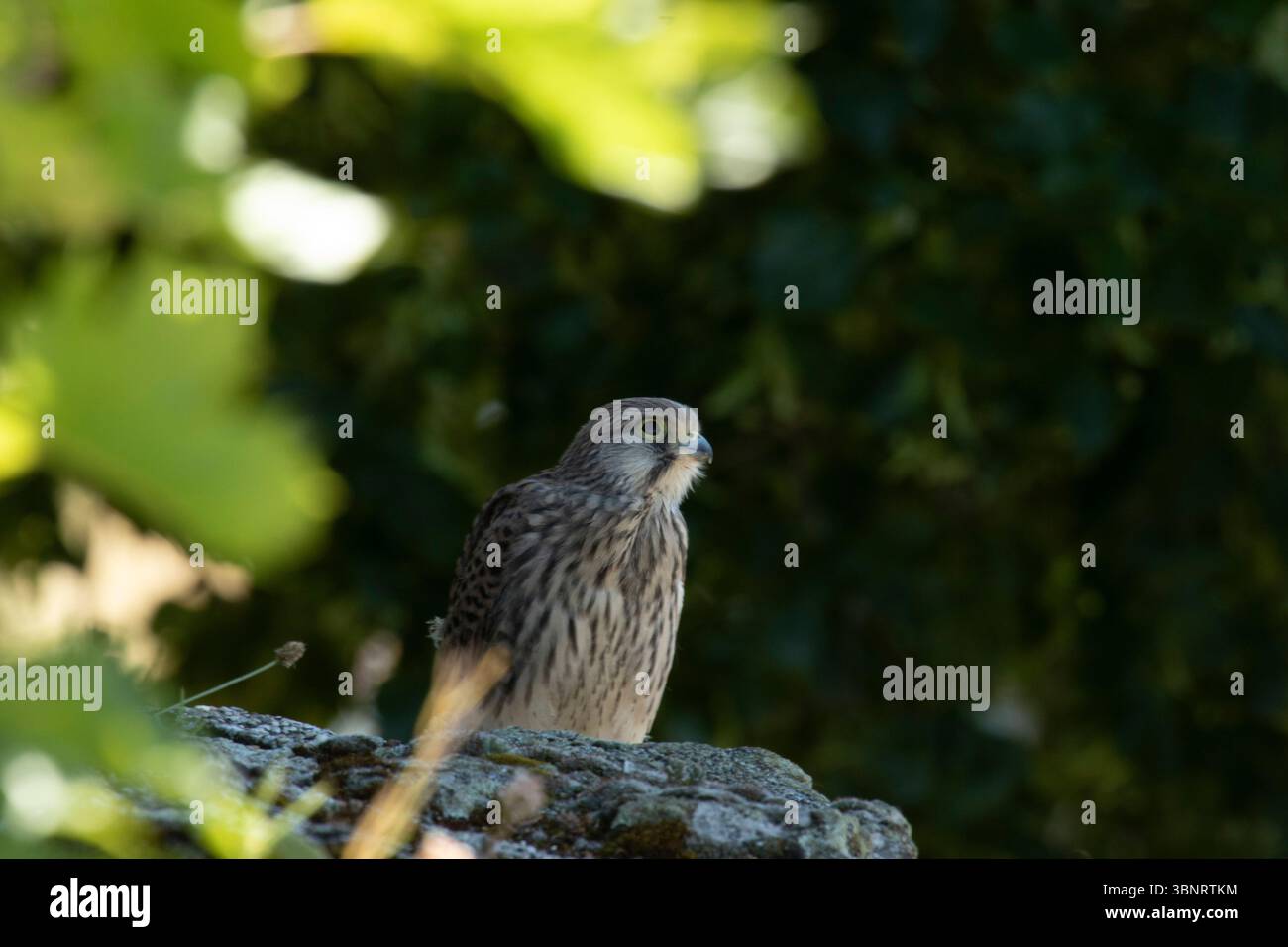 Kestrel comune (Falco tinnunculus) che si eleva su una roccia nella luce boschiva dannata dell'Europa centrale Foto Stock