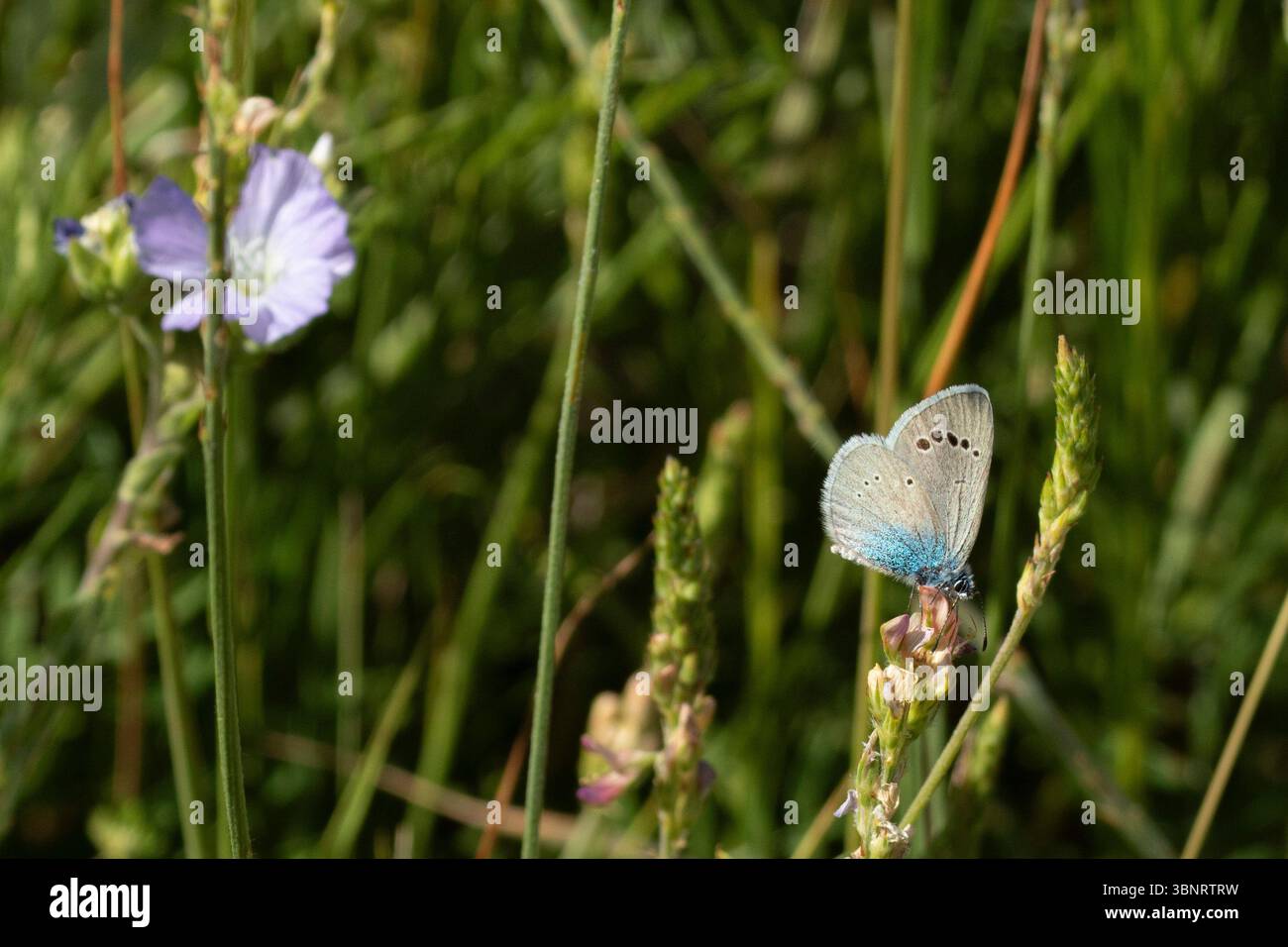 Farfalla (verde-blu) appoggiata su un fiore (sainfoin) in un prato illuminato dal sole dell'Europa centrale Foto Stock