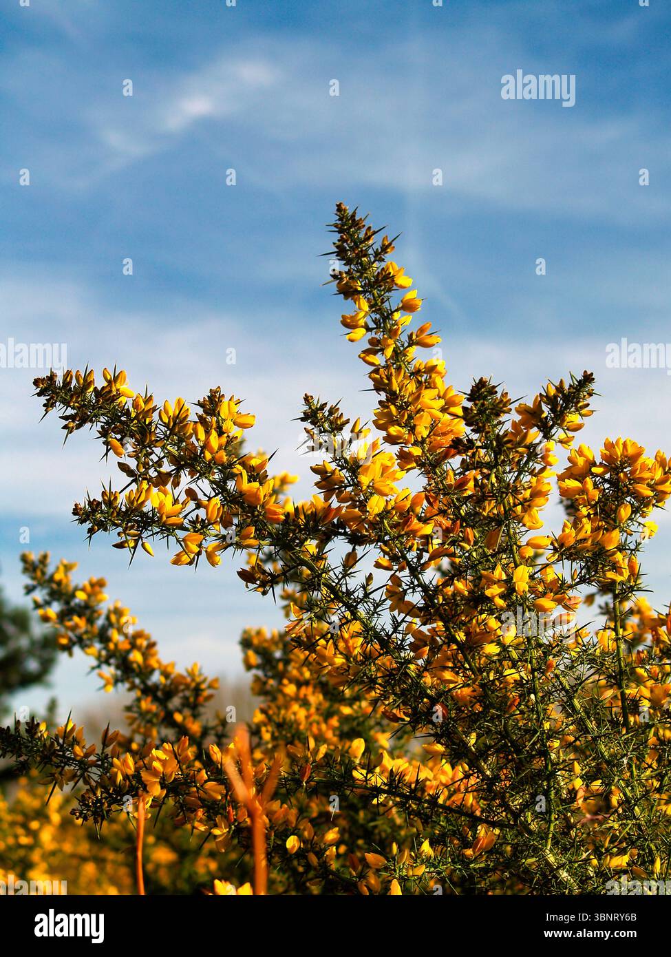 Un cespuglio giallo di Gorse contro un cielo blu Foto Stock
