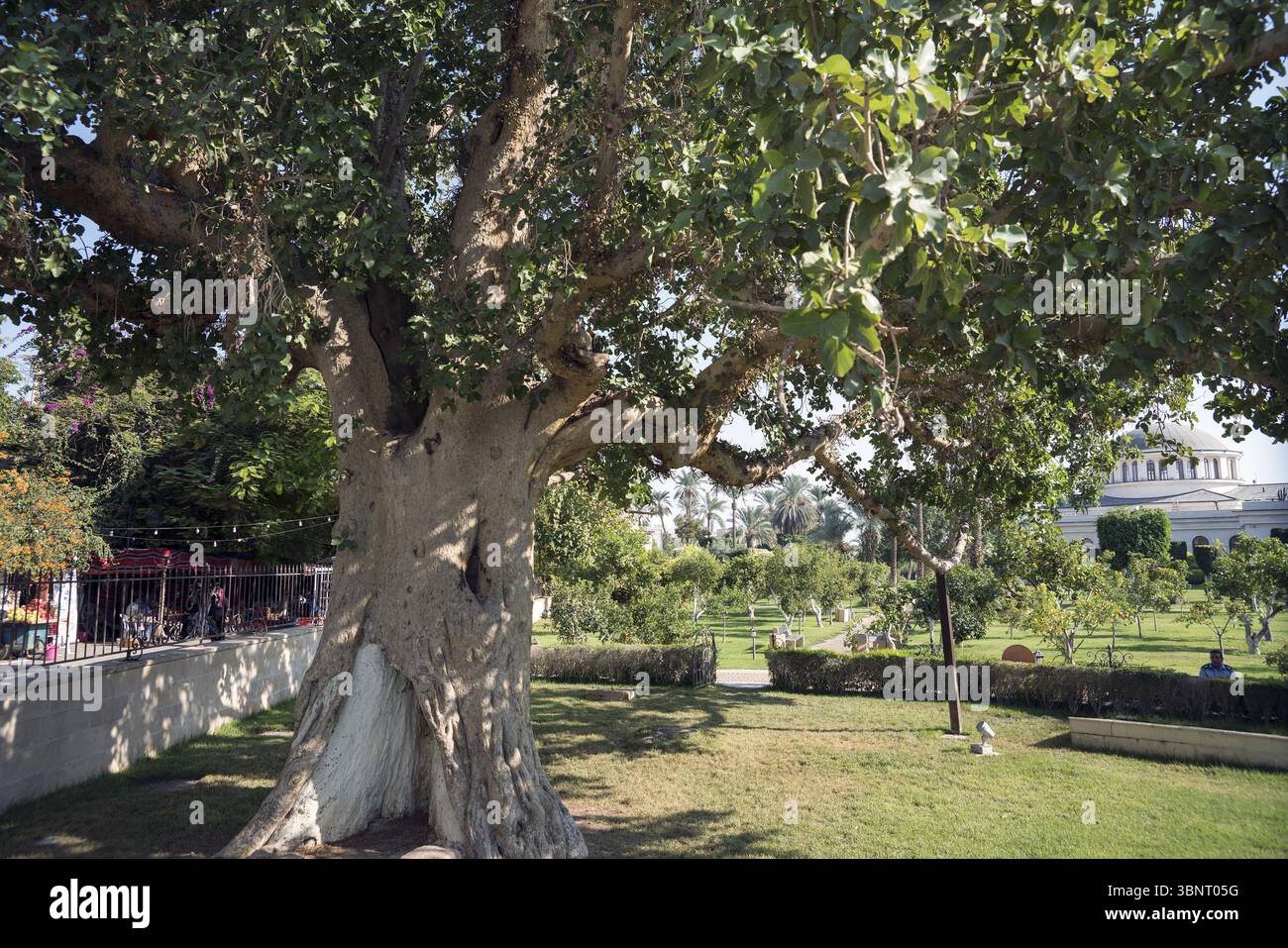 Israele, Palestina; Gerico l'albero di camoro di Zaccheo; Jericó, el sicómoro de Zaqueo; Gerico, der Maulbeerfeigenbaum des Zachäus 2018 Foto Stock