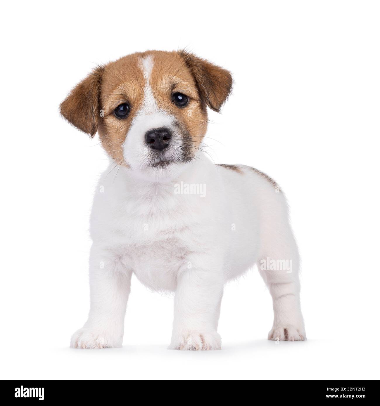 Carino cucciolo di Jack Russell, in piedi rivolto verso la parte anteriore. Guardando direttamente alla fotocamera. Isolato su sfondo bianco. Foto Stock