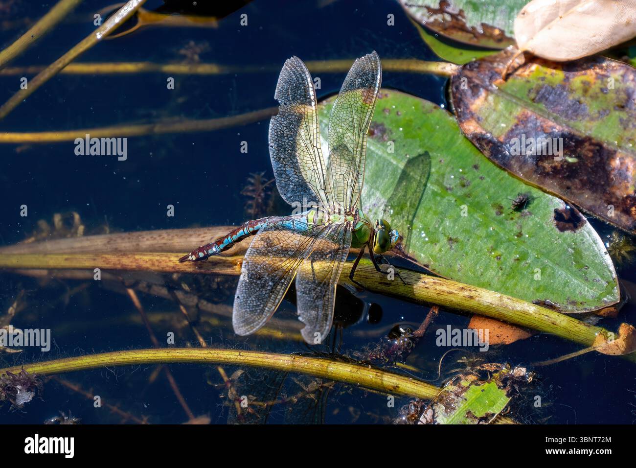Imperatore Dragonfly, Anax imperatore a Tintinhull, Somerset, Inghilterra Foto Stock