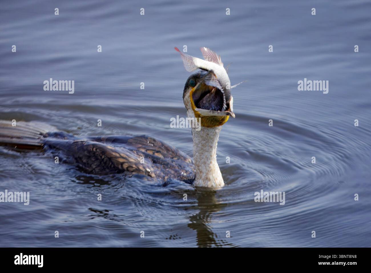 Un uccello non identificato con un becco giallo e piume bianche e nere mangia un pesce mentre si tuffa nelle acque del Parco Nazionale del Lago Nakuru in Kenya, AFR Foto Stock