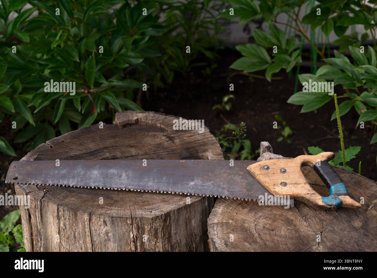 Una vecchia sega a mano arrugginita con manico in legno si trova su due vecchi tronchi. Lo sfondo è scuro con foglie verdi a fuoco morbido. Foto Stock
