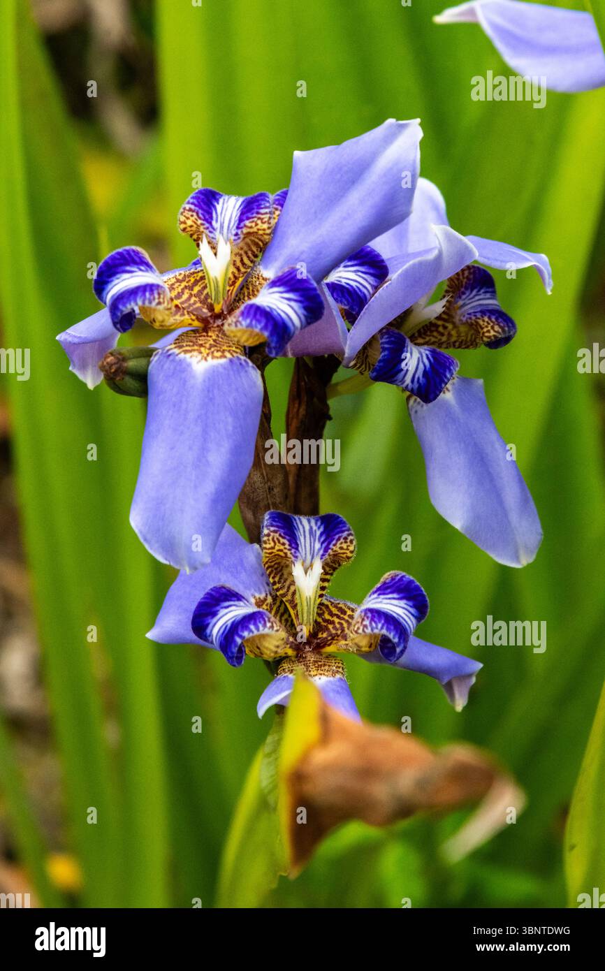 Neomarica caerulea (spesso nota come Walking Iris) come si vede in un giardino botanico a Sao Tome Foto Stock