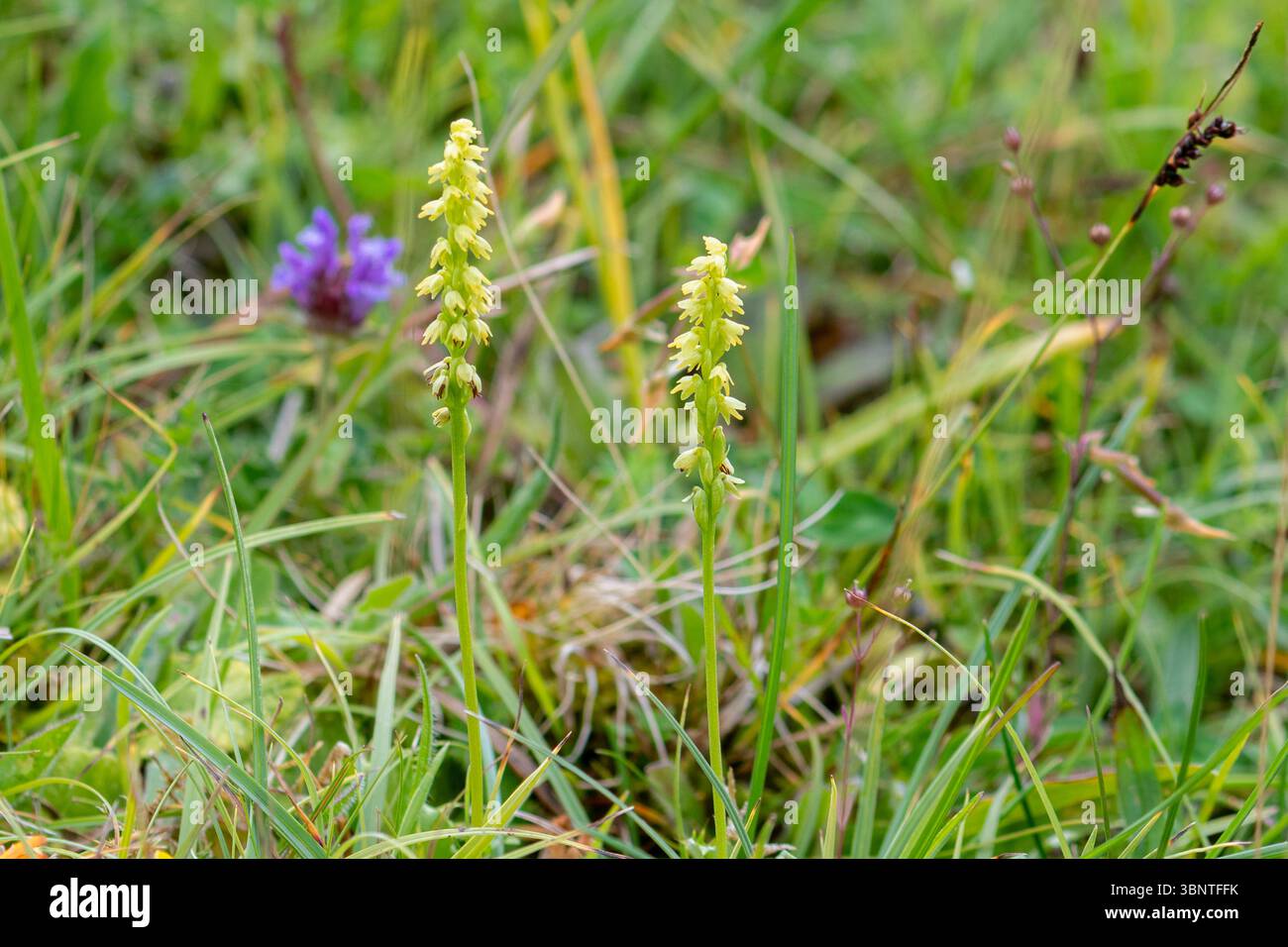 Due orchidee di muschio (Herminium monorchis), piccole specie di orchidee selvatiche in un habitat di gesso nell'Hampshire, Inghilterra, Regno Unito Foto Stock