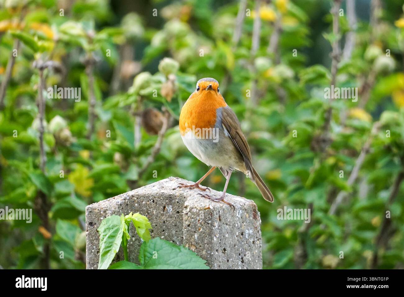 Robin europeo, erithacus rubecula, appollaiato in un giardino Foto Stock