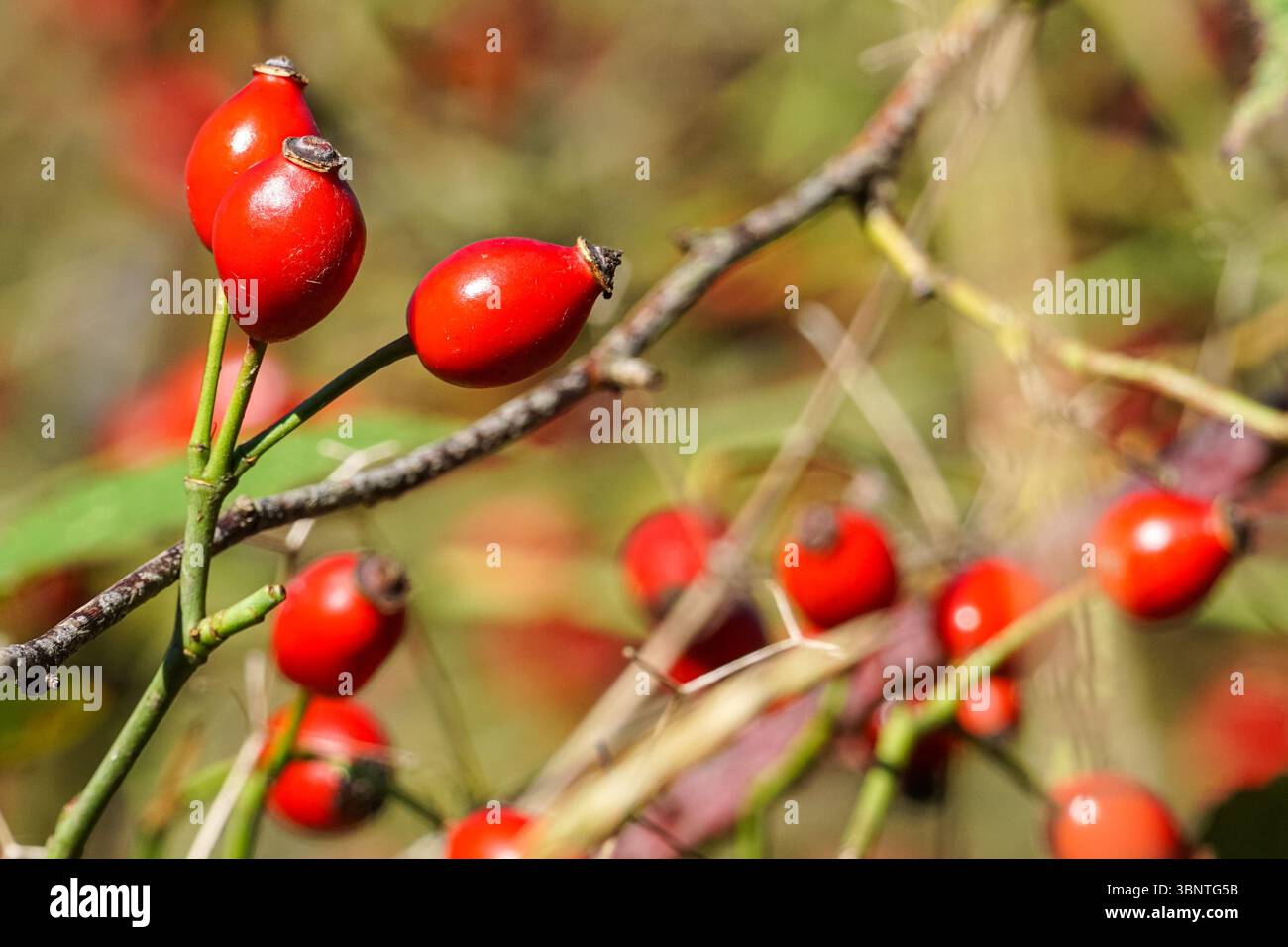 Rosa rossa anche bacche su un cane rosa arbusto, Rosa canina, Essex UK Foto Stock