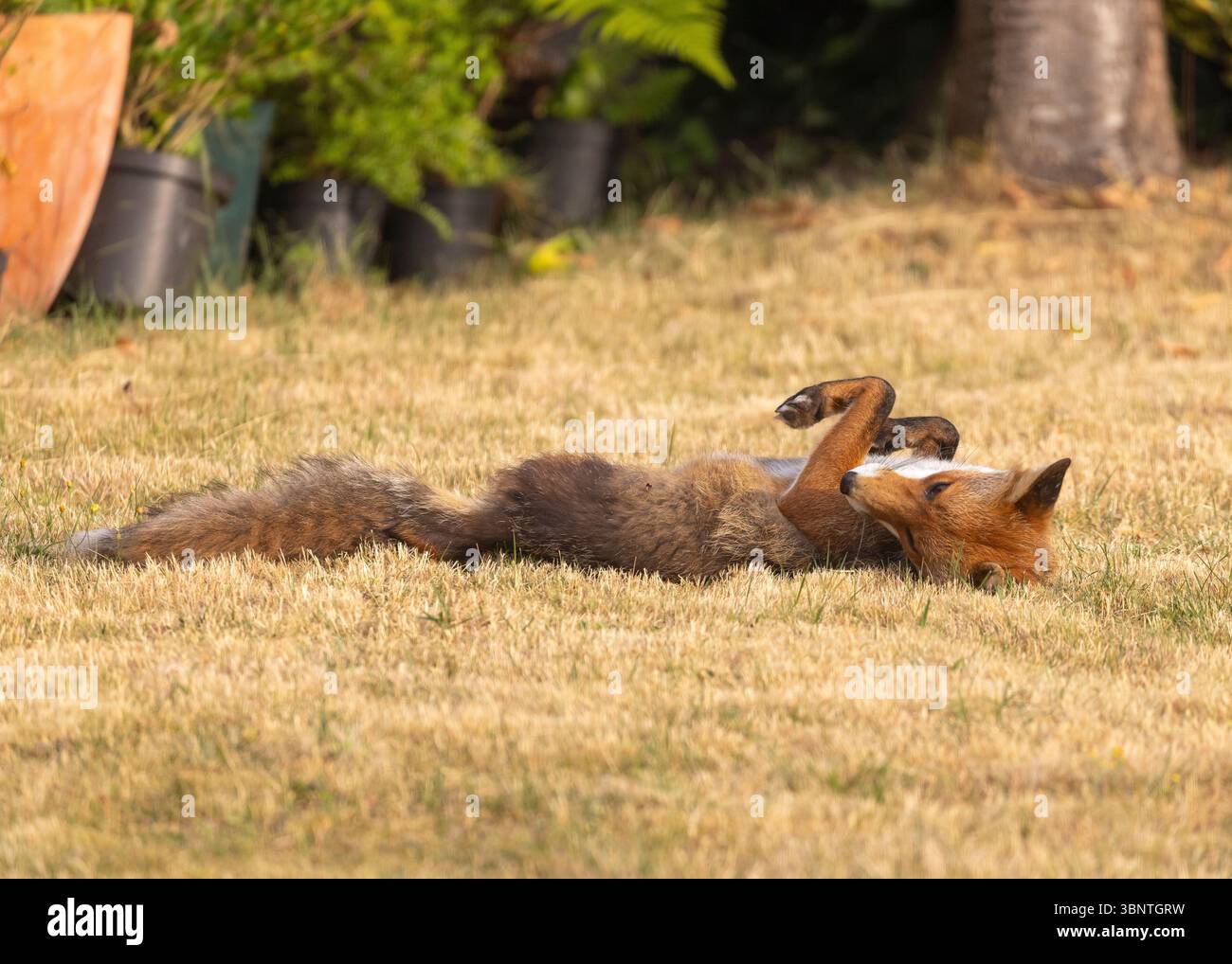 Una volpe rossa selvaggia e adulta (Vulpes vulpes) si arrotola giocosamente sulla schiena godendosi il sole mattutino in un giardino del Regno Unito, nonostante l'erba molto secca! Foto Stock