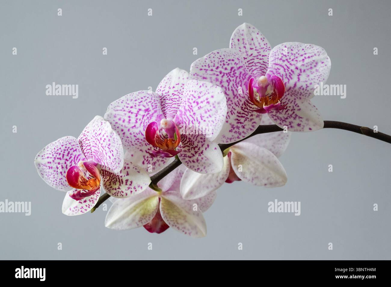 Close up di fiori di orchidea Foto Stock