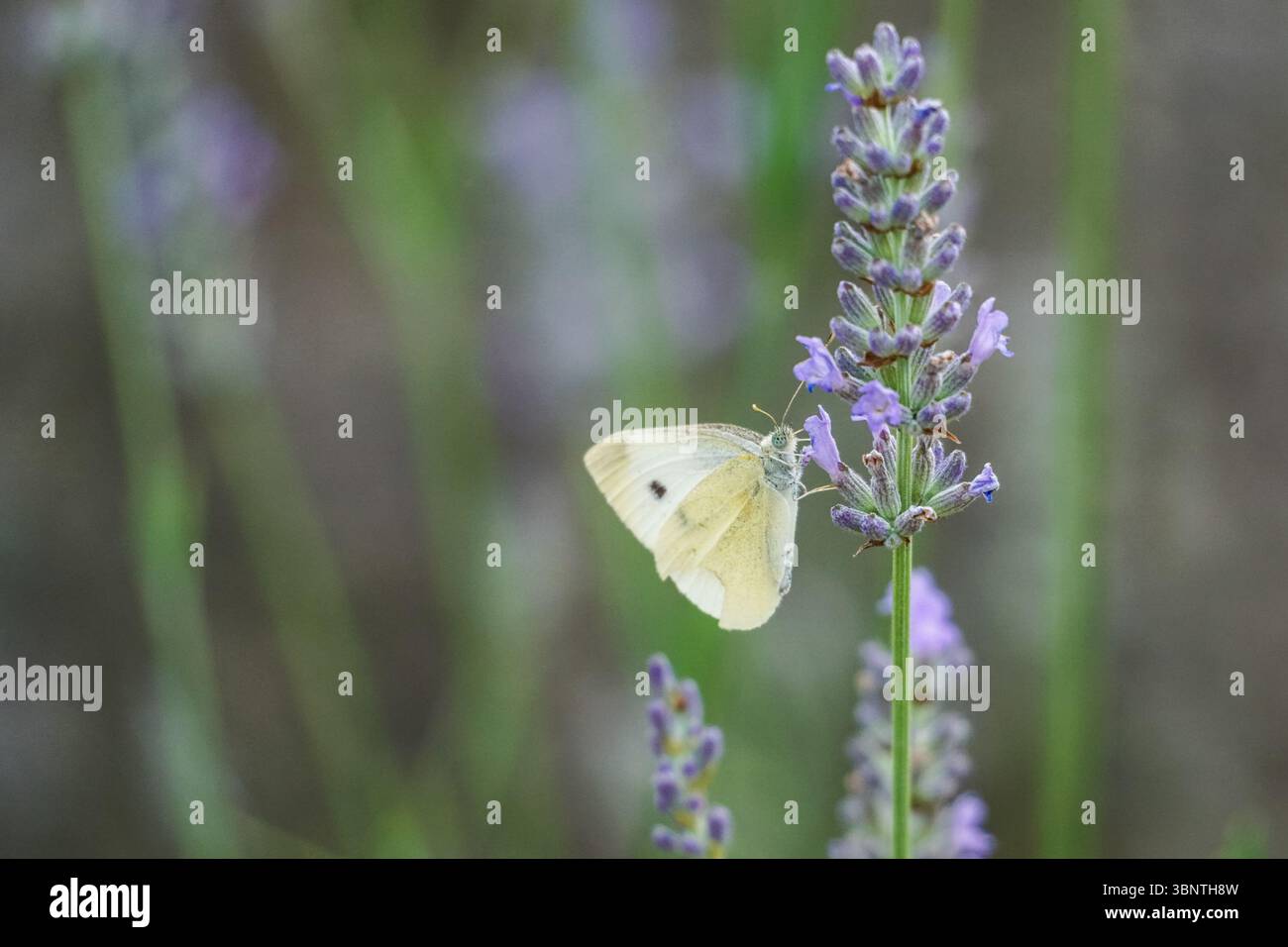 Piccola farfalla bianca che si nutre di fiori di lavanda Foto Stock