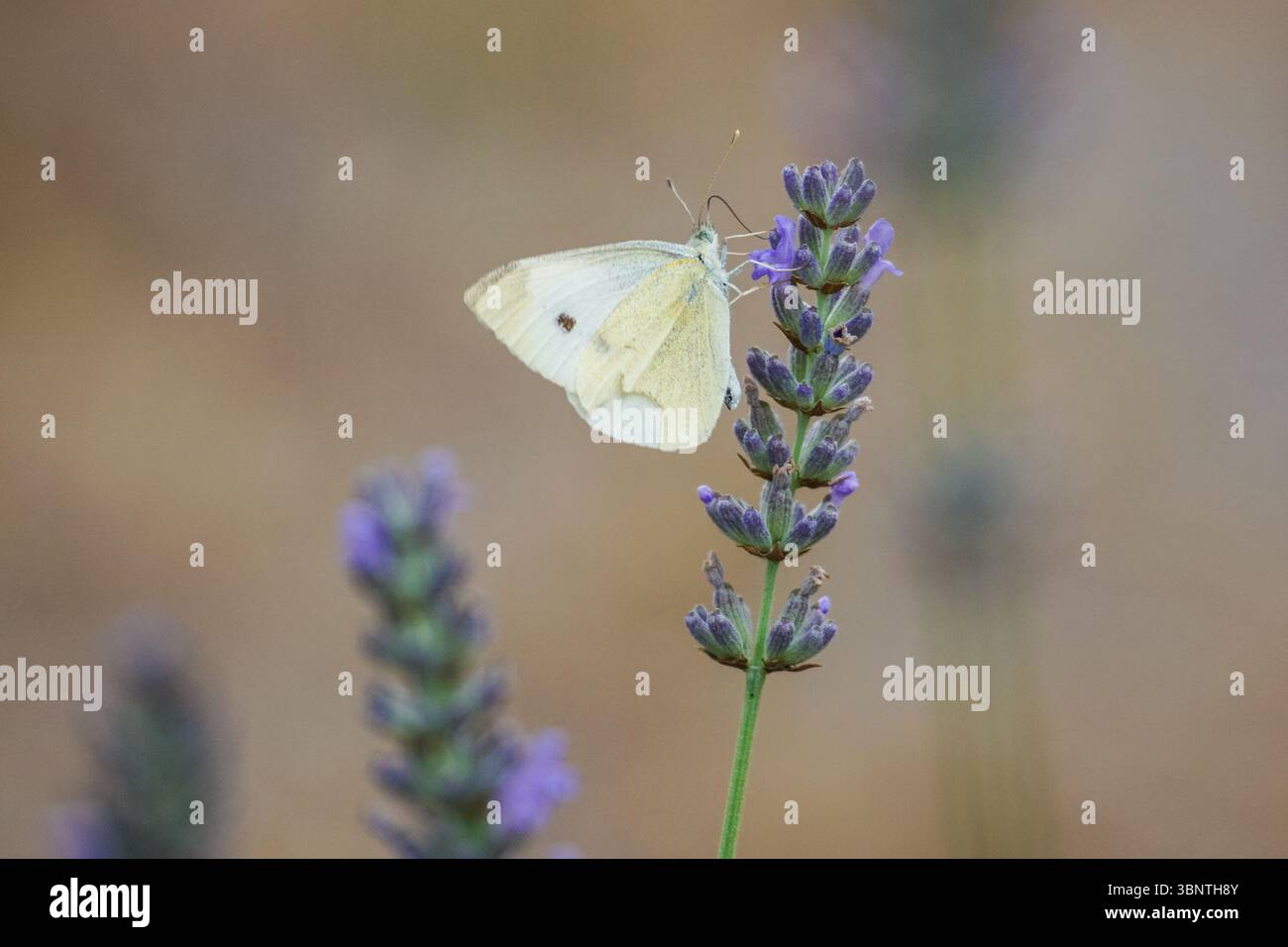Piccola farfalla bianca che si nutre di fiori di lavanda Foto Stock
