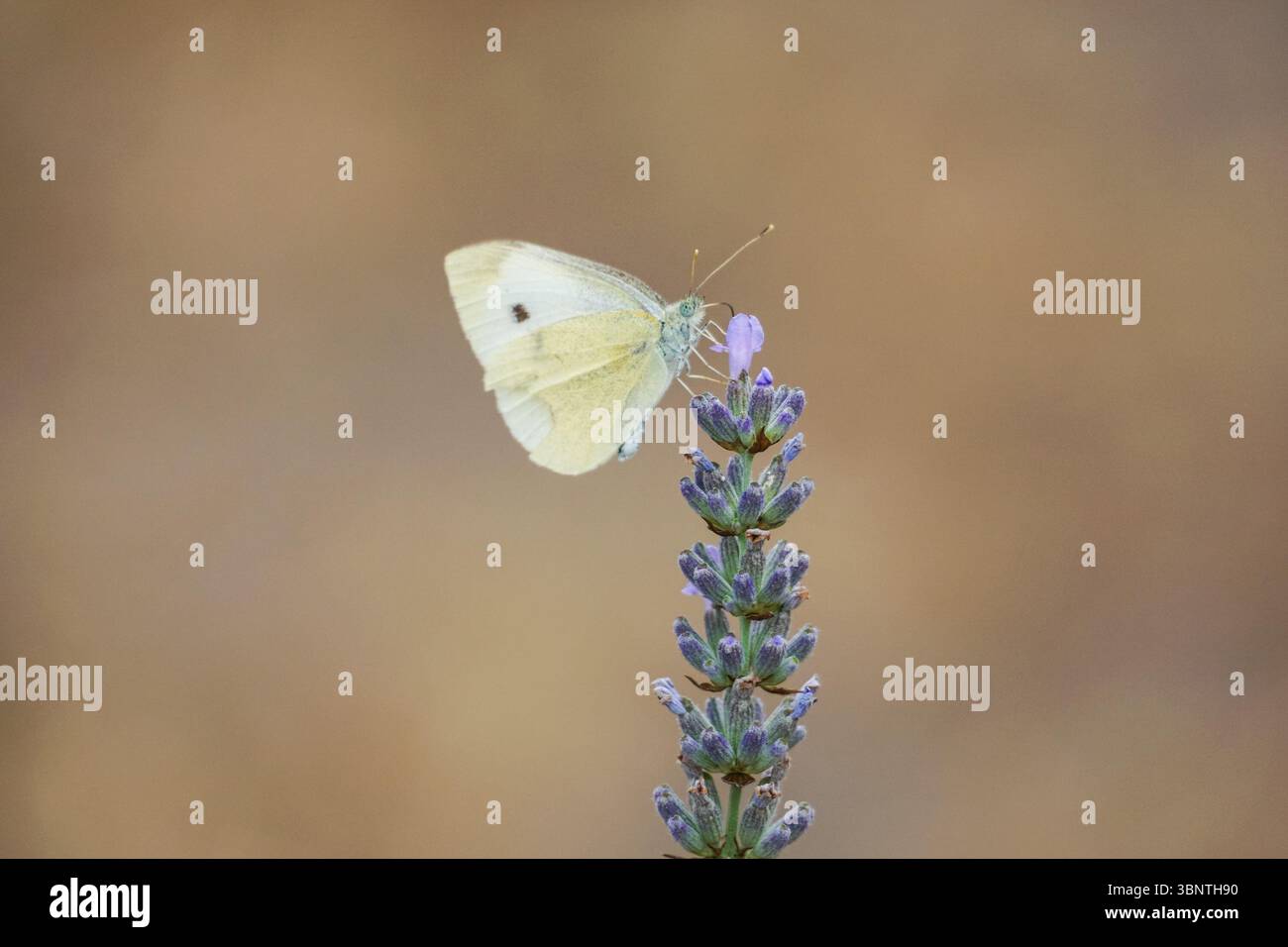 Piccola farfalla bianca che si nutre di fiori di lavanda Foto Stock