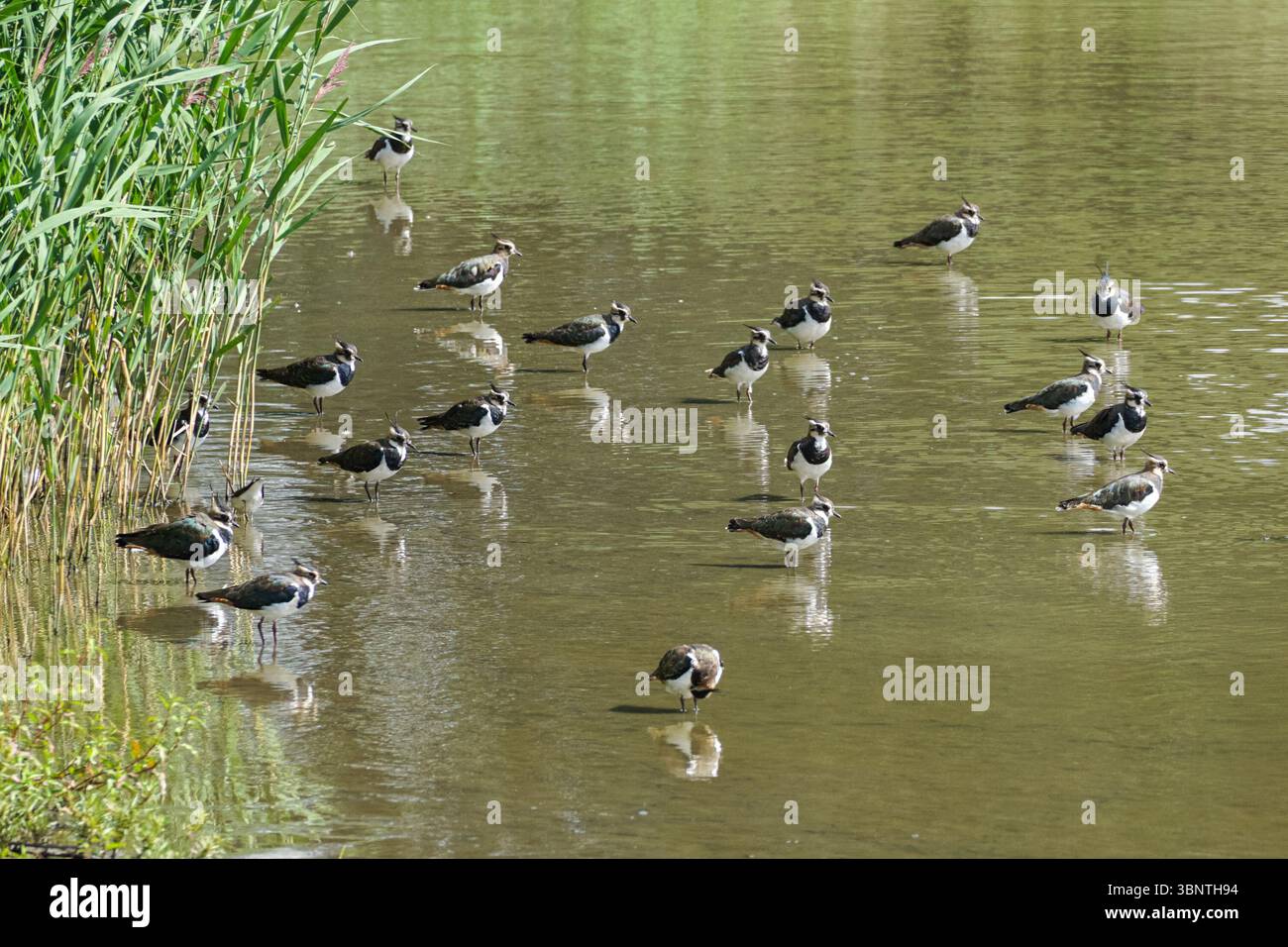 Un gruppo di guadi in un lago Foto Stock