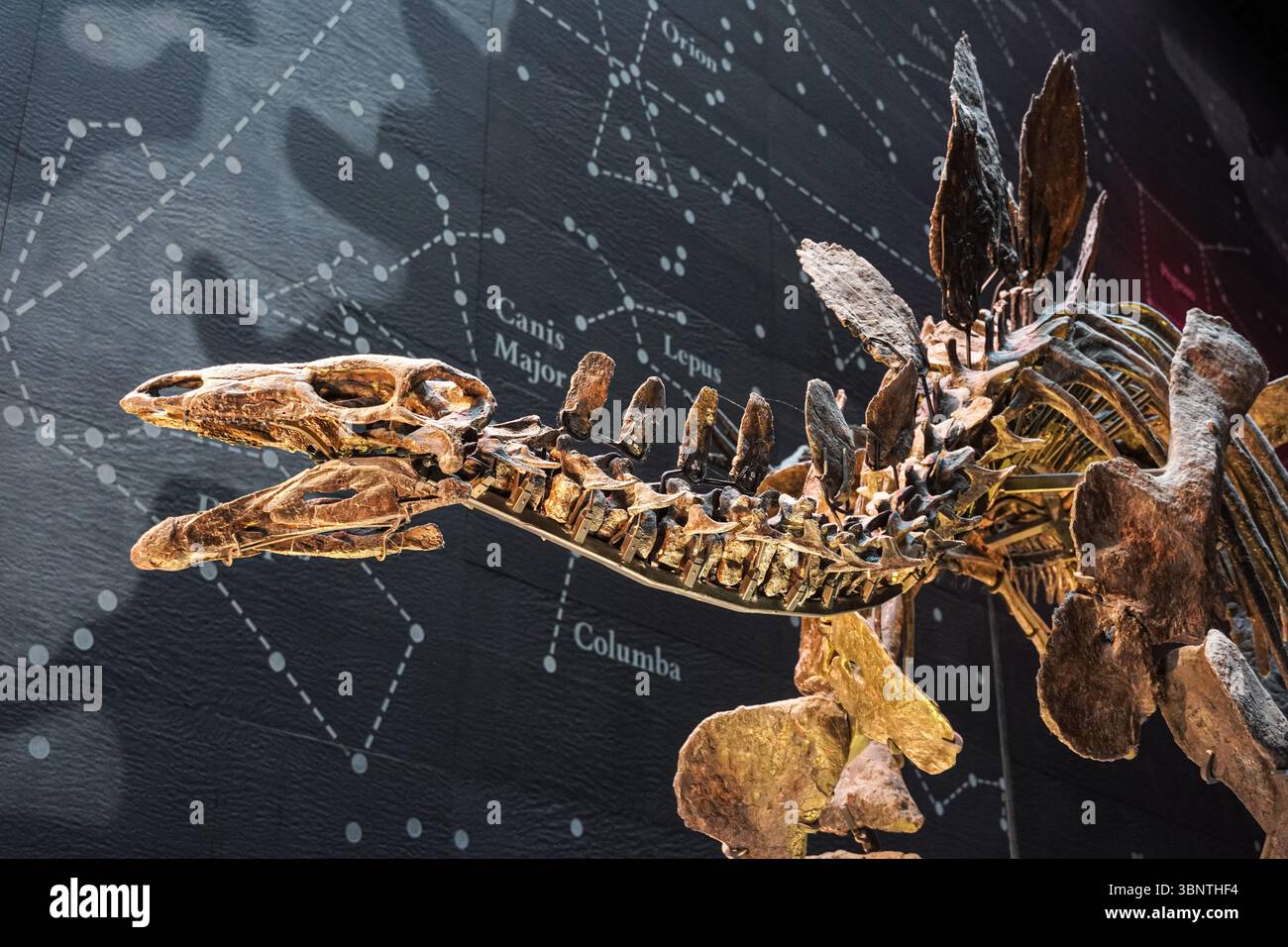 Completare stegosaurus scheletro (denominato Sophie) visualizzato a terra nella sala del Museo di Storia Naturale di Londra Inghilterra REGNO UNITO Foto Stock