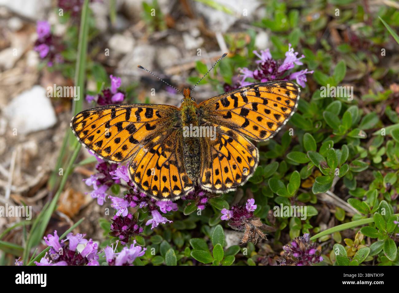 fritillario con bordi perlati (Boloria euphrosyne) arroccato con ali aperte sui fiori di timo viola che succhiano il nettare Foto Stock