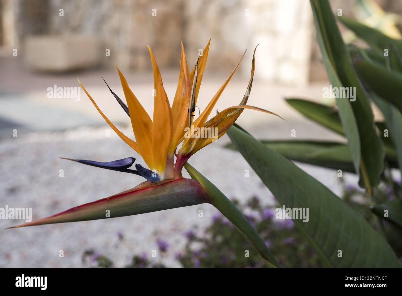 Israele, 鹤望兰属 Strelicja, Strelitzia, Strelitzien; عصفور الجنة ציפור גן עדן (פרח) pianta di fiori di uccelli del paradiso; fiore di gru Foto Stock
