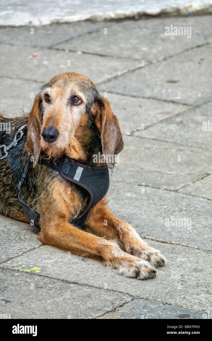 Ritratto di un cane più vecchio e calmo steso su un marciapiede di pietra, con un'imbracatura nera. Il cane appare rilassato e attento, con un'espressione gentile e. Foto Stock