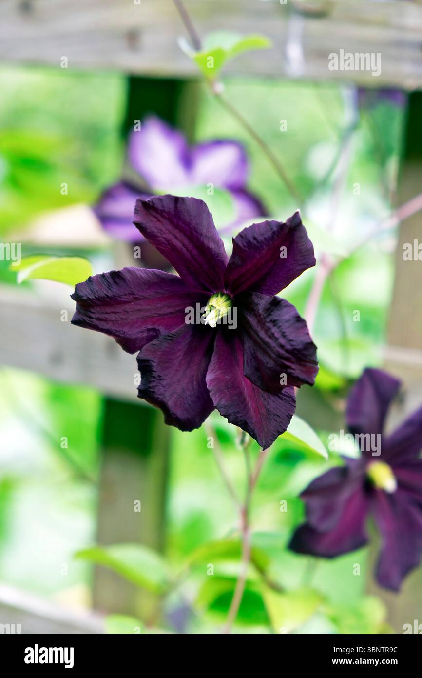Fiore Clematis Romantika viola scuro in fiore a giugno luglio giardino Carmarthenshire Galles Regno Unito 2025 Gran Bretagna KATHY DEWITT Foto Stock