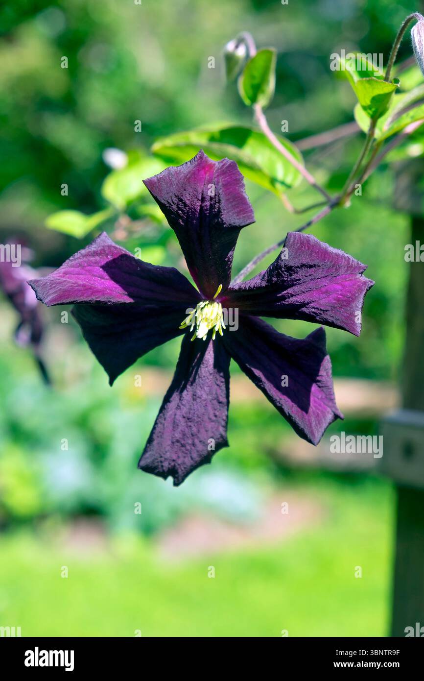 Fiore Clematis Romantika viola scuro in fiore a giugno luglio giardino Carmarthenshire Galles Regno Unito 2025 Gran Bretagna KATHY DEWITT Foto Stock