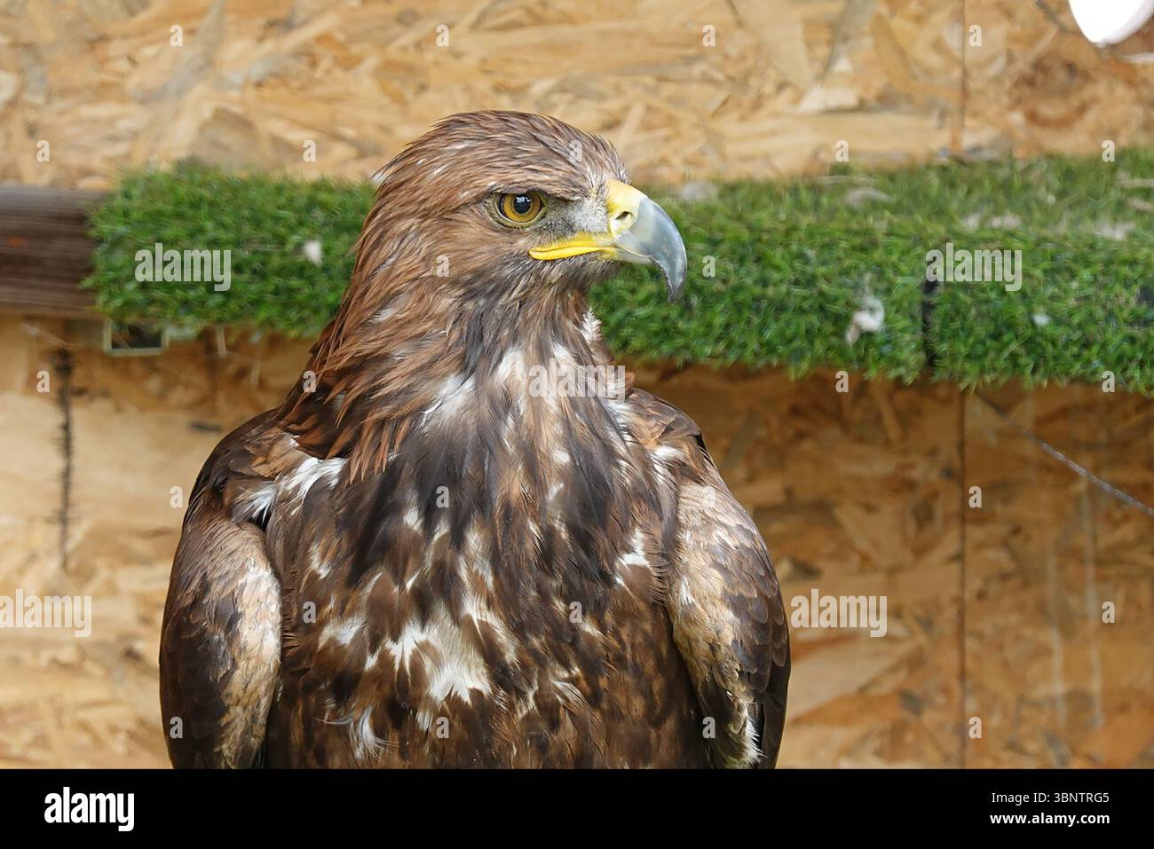 Maestoso ritratto di aquila dorata con sguardo intenso e piume dettagliate Foto Stock