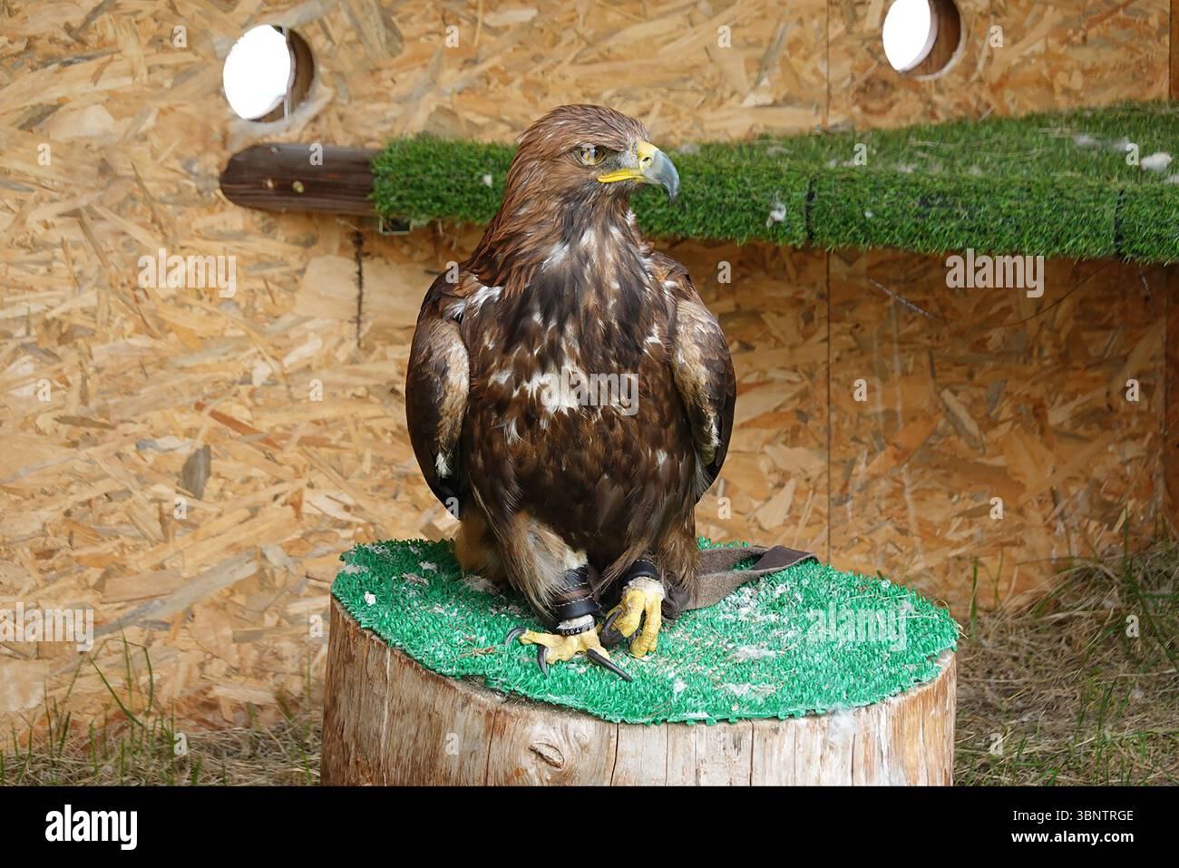 Maestoso ritratto di aquila dorata con sguardo intenso e piume dettagliate Foto Stock