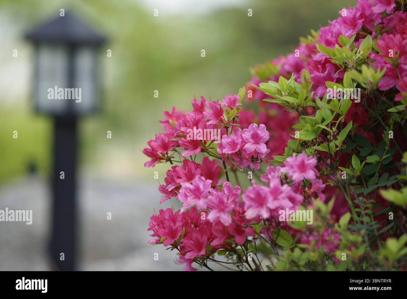 I vivaci fiori di azalea rosa sono in piena fioritura Foto Stock