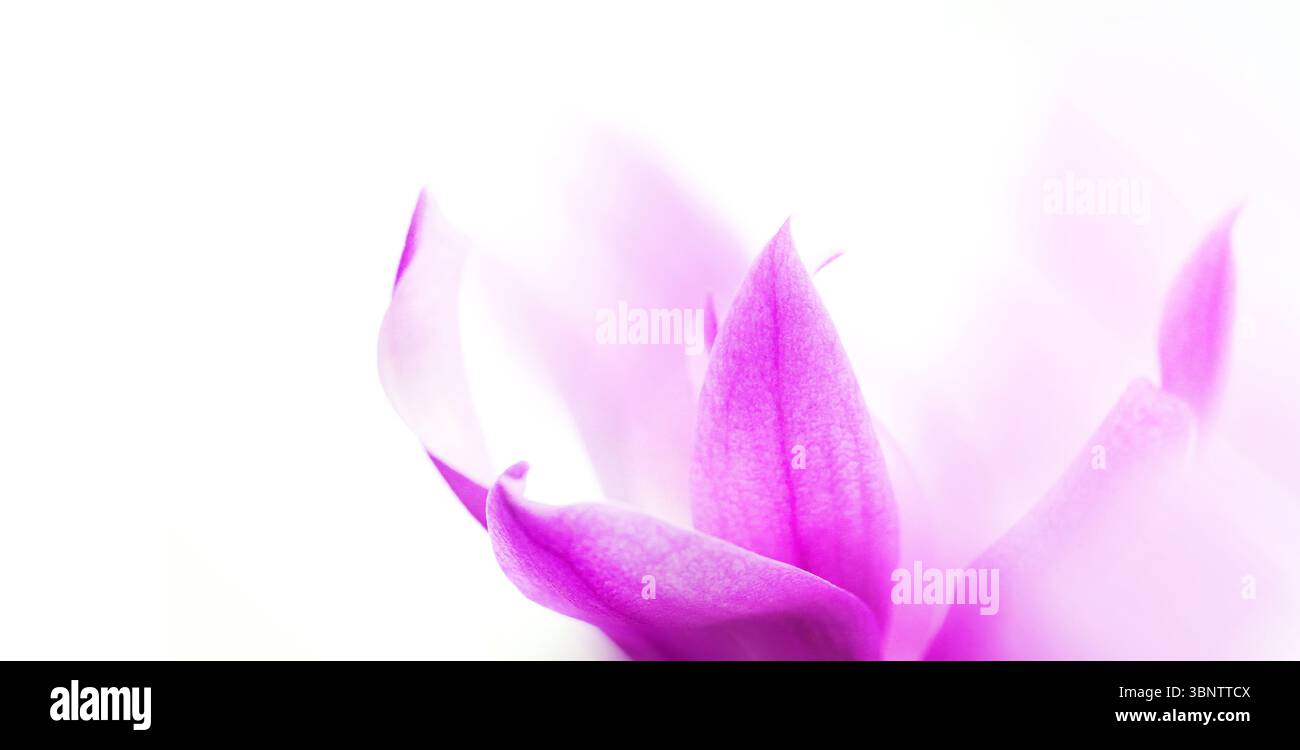 Macro con messa a fuoco morbida di petali di magnolia rosa su sfondo bianco brillante Foto Stock