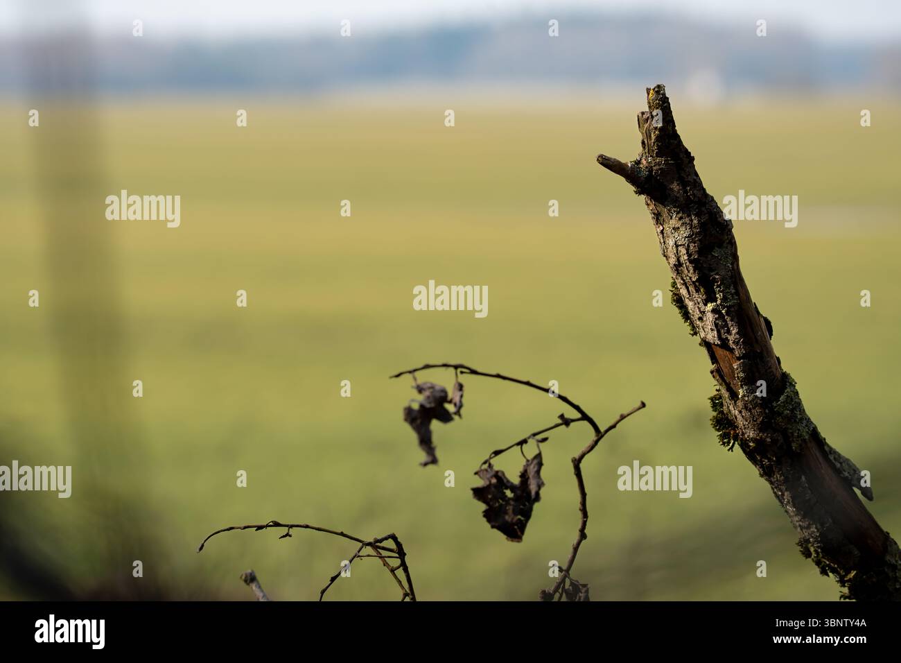 Sfondo sfocato verde con bokeh e un sottile elemento in legno a fuoco nitido sulla destra. Una composizione di natura minimalista. Foto Stock