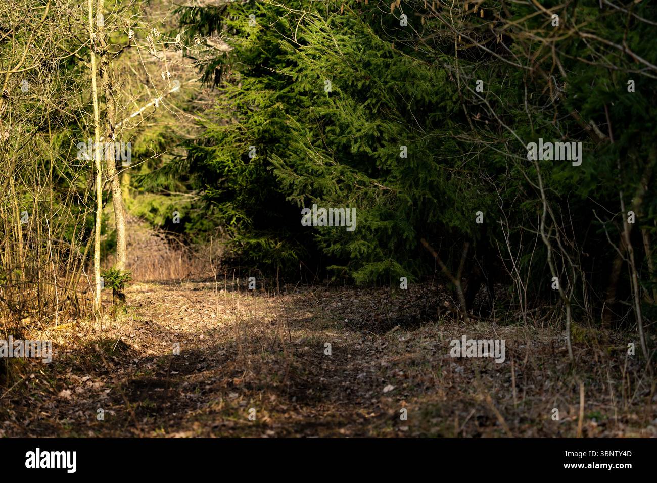 Una vista isolata del bosco con toni verdi naturali e un senso di natura selvaggia incontaminata. Adatto per immagini ecocompatibili e campagne naturalistiche. Foto Stock