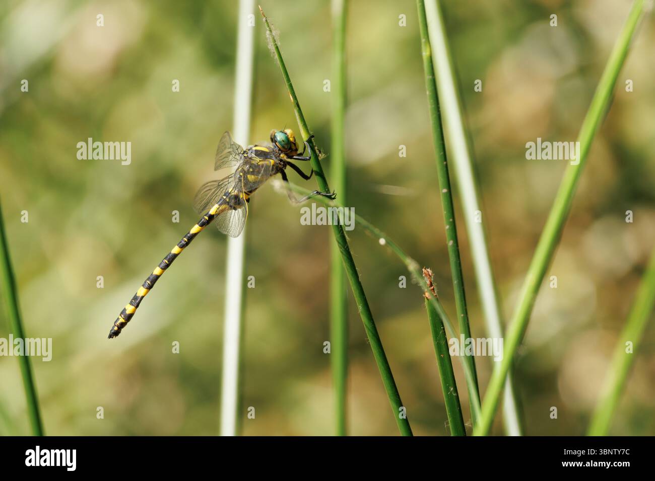 Dettaglio di una tigre dragonfly Cordulegaster boltonii appollaiata su un fusto di canne, Alcoy, Spagna Foto Stock